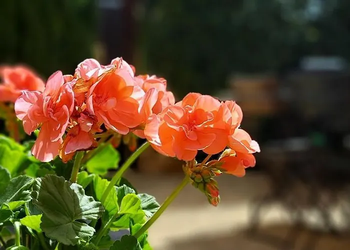 Les Pierres Blondes Groléjac